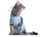Koty sterylizowane
